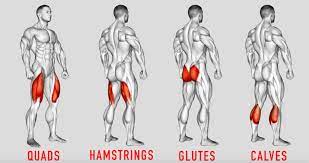 What is the function of the muscles in the leg? Lower Body Anatomy For Weightlifters Leg And Hip Muscles Bodybuilding Wizard