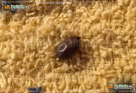 Dog flea and tick remedies. Brown Dog Tick Rhipicephalus Sanguineus