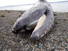 Image result for Warneckea walikalensis