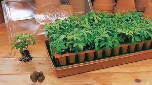 We did not find results for: Burpee Seed Starting Introduction Youtube