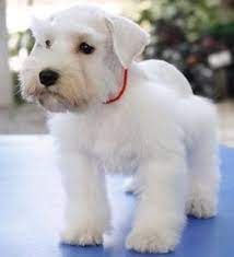 Miniature Schnauzer Smart And Obedient Schnauzer Puppy White Schnauzer Schnauzer