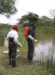 Image result for Rhynchosia kilimandscharica