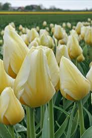 Tulipa gesneriana, the didier's tulip or garden tulip, is a species of plant in the lily family, cultivated as an ornamental in many countries because of its large, showy flowers. Tulpe Lemon Chiffon Tulpen Bluten Pflanzen