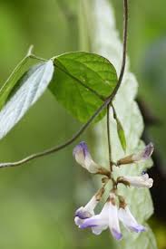 Image result for Amphicarpaea