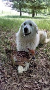 Destiny Determines Who Enters Your Life But You Decide Who Stays Unk Cute Animals Animals Friends Baby Animals
