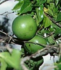 Image result for Strychnos innocua