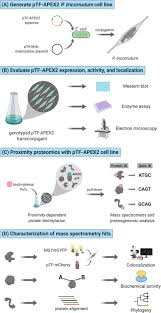 Maybe you would like to learn more about one of these? Proximity Proteomics In A Marine Diatom Reveals A Putative Cell Surface To Chloroplast Iron Trafficking Pathway Elife