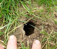 Locher Und Erdhugel Im Garten Jk S Pflanzenblog