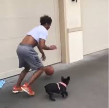 Welcome to french bulldog inc. Atlanta Hawks Point Guard Trae Young Is Making The Most Of His Quarantined Life By Bonding With His French Bulldog Normi In Hi Young French Bulldog Bulldog