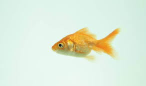 This store does provide products for more than just dogs or cats, however. 9 Reasons Why Fish Are Really Sad Pets Peta
