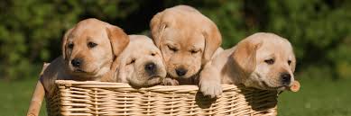 Canine Puppy Dog Care Knoxville Veterinary Clinic In Knoxville Ia In this gallery dogs we have 252 free png images with transparent background. canine puppy dog care knoxville