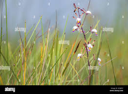 Image result for Eulophia angolensis