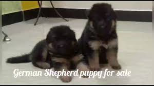 This dog's intelligence, loving nature, loyalty, and ability to guard our homes gsd puppy price in india. Pet Care Labrador Puppies For Sale In Dehradun Haridwar Uttrakhand Patna Bihar Delhi Mumbai German Shepherd Fan