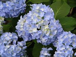 Nikko Blue Hydrangeas And His Offspring Hortencias Flores Proyectos