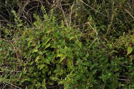 Image result for Pouzolzia parasitica