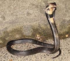 Pin On Wild Beautiful Snakes Lizards