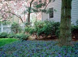 Groundcovers Atstecks Com Nursery And Landscaping Ground Cover Vinca Minor Corner Landscaping