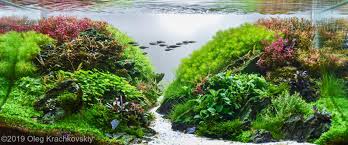 2019 Aga Aquascaping Contest 275 Aquascape Aquatic Garden Planted Aquarium