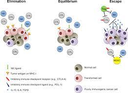 Transformation in eukaryotes is reserved to describe an alteration of the cell that results in a tumor cell phenotype. Transformed Cell An Overview Sciencedirect Topics