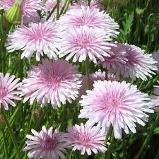 Image result for Crepis