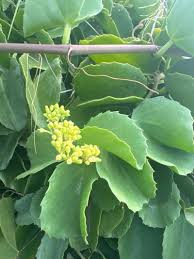 Image result for Cissus rubiginosa