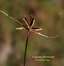 Image result for Pycreus flavescens