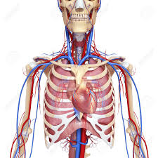The dominant muscle in the upper chest is the pectoralis major. Chest Anatomy Anatomy Drawing Diagram