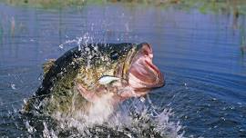 Seward Silver Salmon Derby