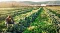 EU Agricultural Policy Positions Solidified Ahead of 2027