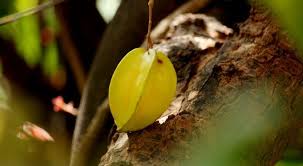 The seeds are edible as well. 7 Succulent Facts About Star Fruit The Fact Site