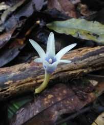 Image result for Exochaenium oliganthum