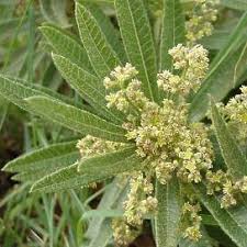 Image result for Searsia gueinzii