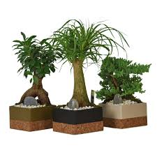 Малайзия, пинанг, цееточная ферма lee nursery, октябрь 2011 Bonsai Penang Nursery Bonsai Plants Nursery