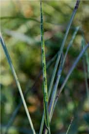 Image result for Rottboellia