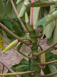 Image result for Cecropia pachystachya