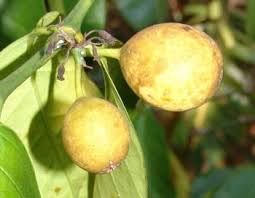 Image result for Oxyanthus pyriformis