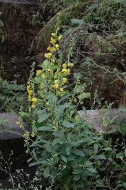 Image result for Crotalaria spectabilis