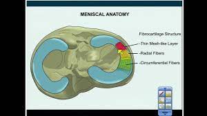 Meniscal Anatomy In Radiology Youtube