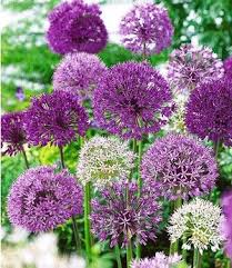 Allium Caeruleum 20 Zwiebeln Gunstig Online Kaufen Mein Schoner Garten Shop In 2020 Pflanzen Garten Garten Gestalten