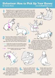  Pin By Jennifer Barker On For The Kids Pet Bunny Rabbits Bunny Care Pet Bunny