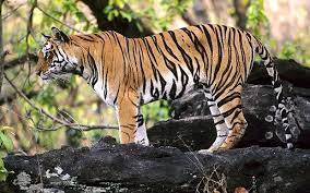 Notice How The Tigers Spine Is In An Upward Arch Rather Than The Classic Dip Between Pelvis And Shoulders Wildlife Conservation Society Wildlife Tour Tiger