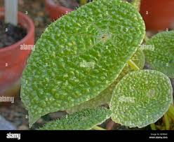 Image result for Ardisia staudtii
