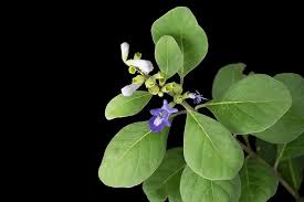 Image result for Vitex fischeri