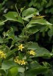Image result for Grewia inaequilatera