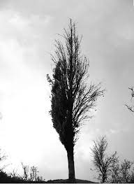 Not to be confused with vampire count (title). Half Dead Half Alive Tree Dead Tree Tattoo Tree Tattoo Alive Tattoo
