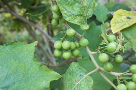 Image result for Solanum torvum