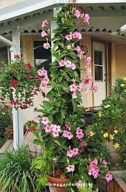 Pin On Garden Mandevila Vine