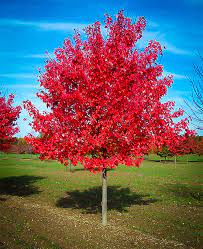 We did not find results for: Best Fertilizer Red Maple Tree Cromalinsupport
