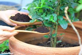 And if your soil is already high in nitrogen, the extra boost from coffee grounds could stunt the growth of fruits and flowers. What To Do With Used Coffee Grounds Wellness Mama