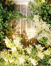 How To Choose And Care For The Most Colorful Hydrangeas Summer Hydrangeas Hydrangea Colors Endless Summer Hydrangea